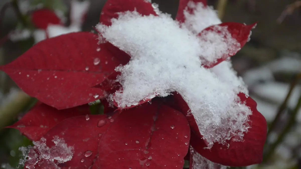 Temperaturas bajarán hasta los -5 grados